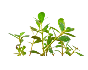 Brahmi