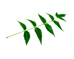 Ayurvedic wellness solution for hair growth and scalp care