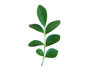 Ayurvedic ingredients promoting scalp health and hair strength