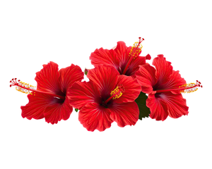 Hibiscus
