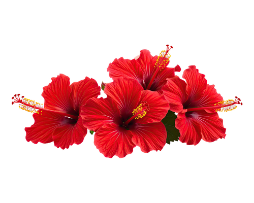 Hibiscus