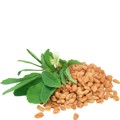 Fenugreek seeds