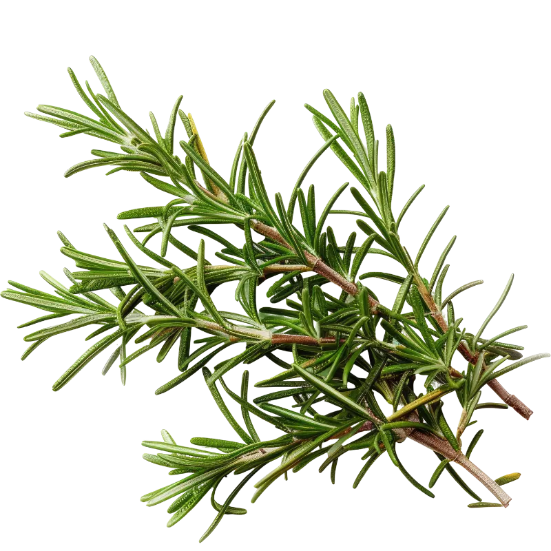 Fresh rosemary sprigs