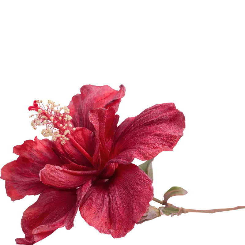 Pink rosemary flower close-up with green leaves