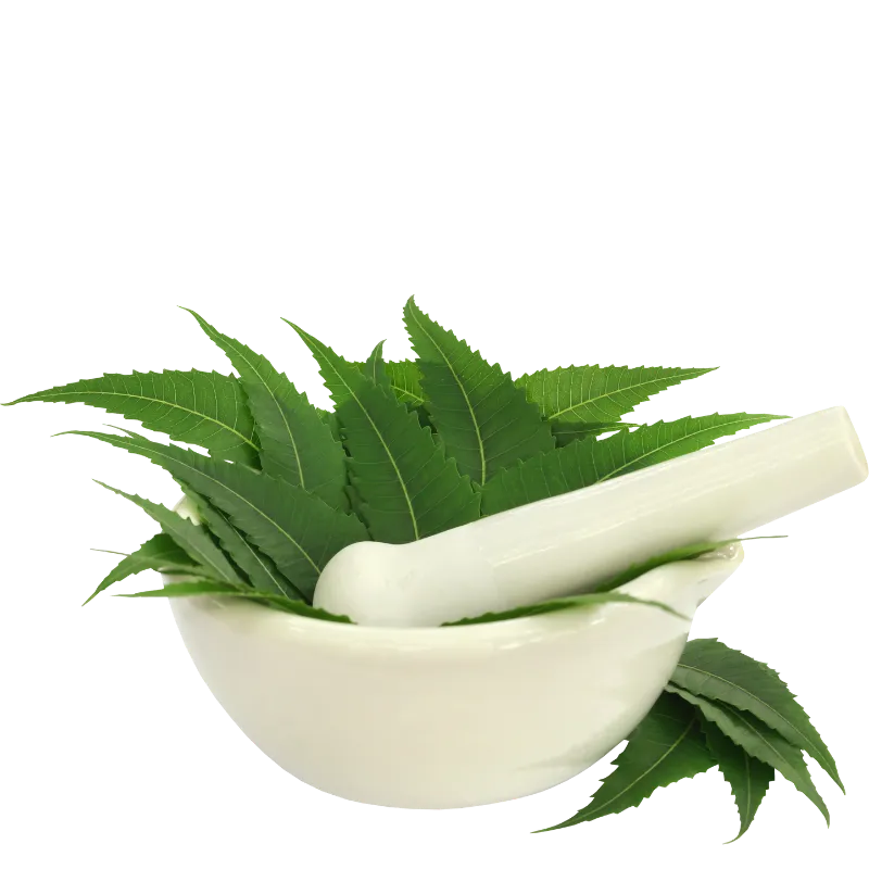 Neem leaves in mortar bowl with pestle