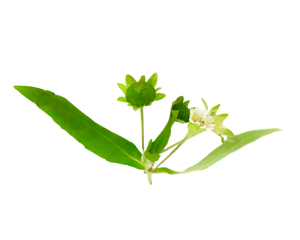 Bhringraj